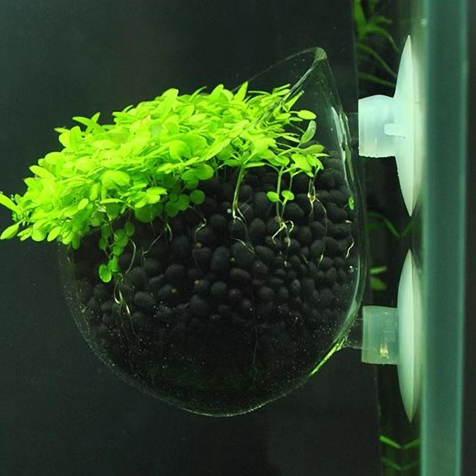 Aquarium Plant Holder - Akvaryum Bitki Tutucu Cam Su Bitkisi