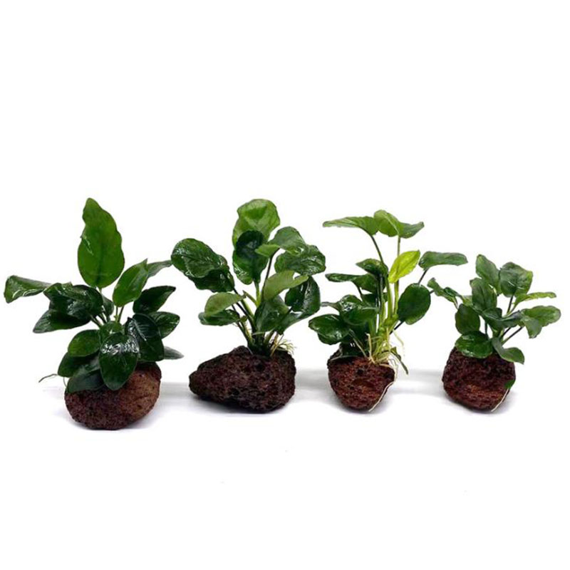 Volkanik Akvaryum Dekorasyon B - Live Plant Aquarium incelemesi ve fiyatı