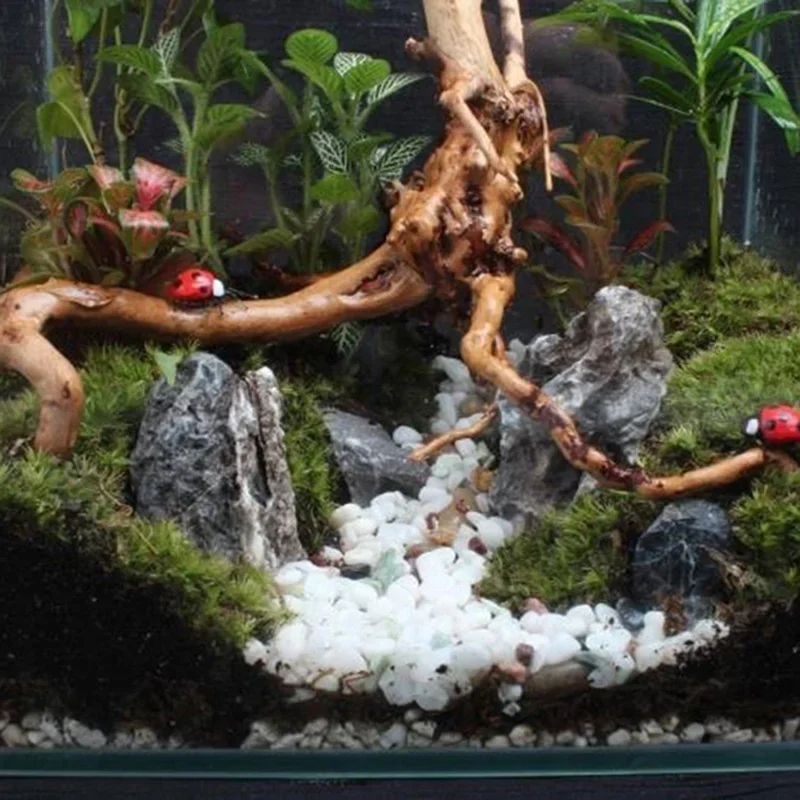 Doğal ağaç gövdesi Driftwood a - Aquarium Driftwood incelemesi ve fiyatı