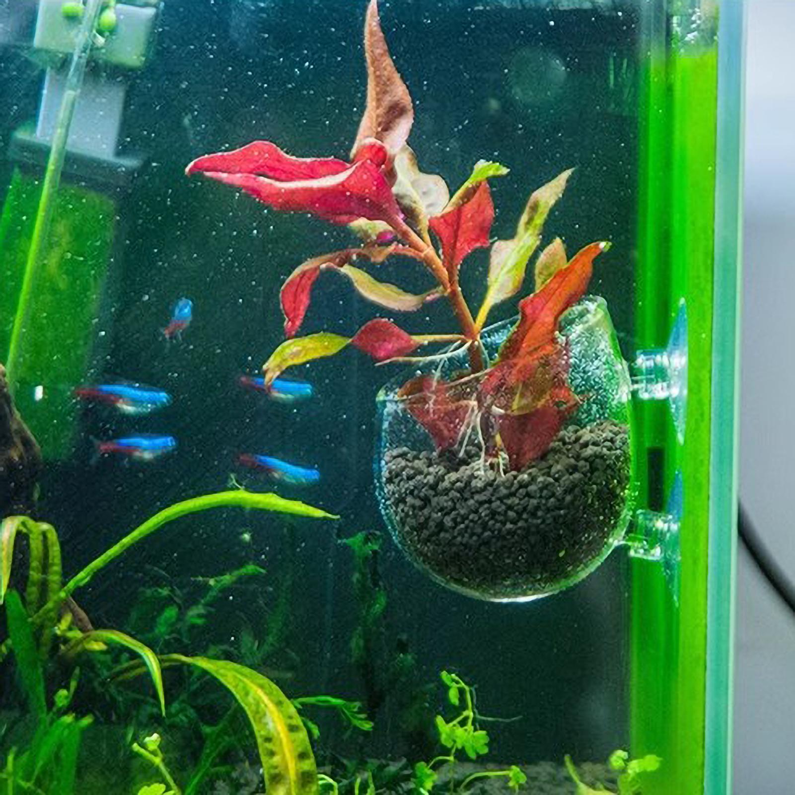 Akvaryum Bitki Tutucu Cam Su B - Aquarium Plant Holder incelemesi ve fiyatı