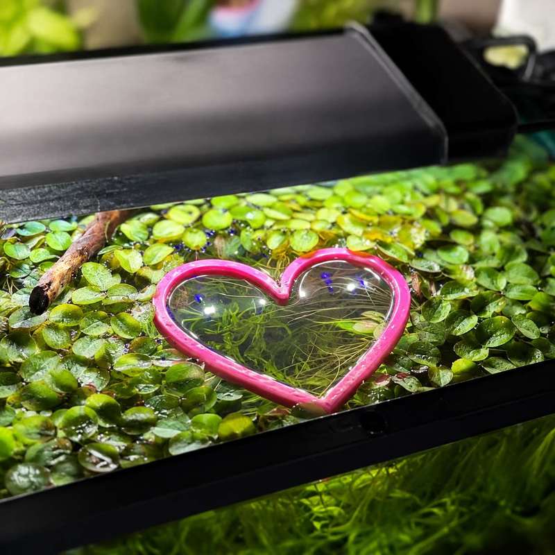 Kalp Şeklinde Yüzen Balık Besl - Aquarium Fertilizer incelemesi ve fiyatı