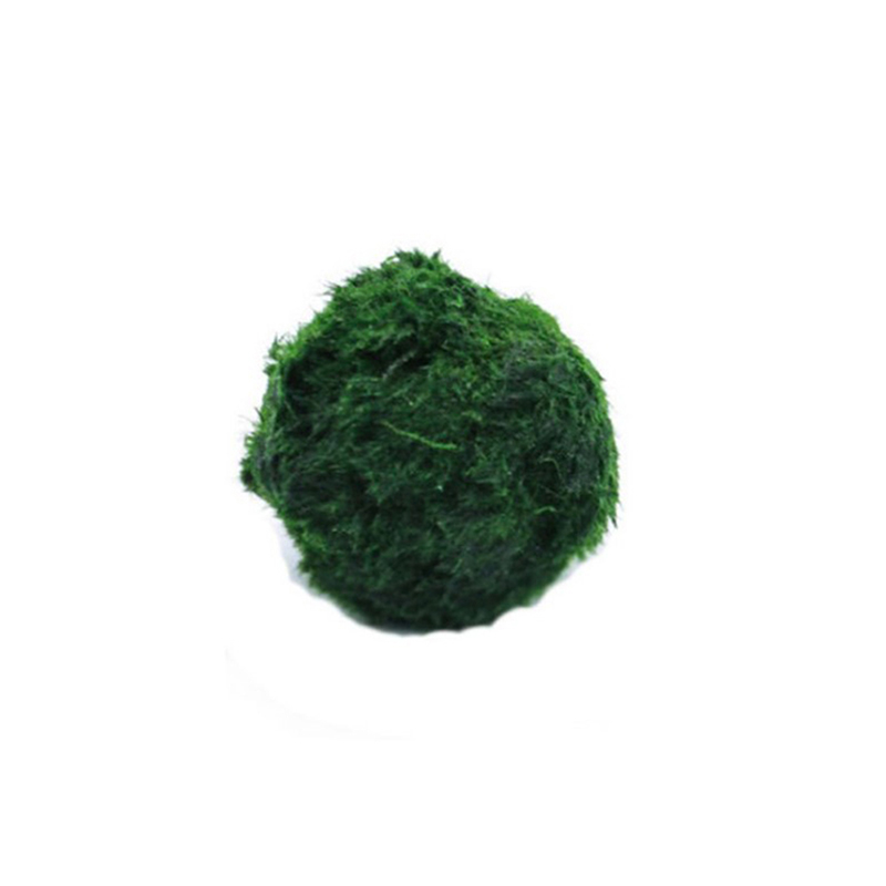 Marimo Yosun Topları Canlı Akv - Live Plant Aquarium incelemesi ve fiyatı