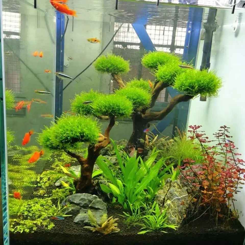 Akvaryum Driftwood Peyzaj Deko - Aquarium Driftwood incelemesi ve fiyatı