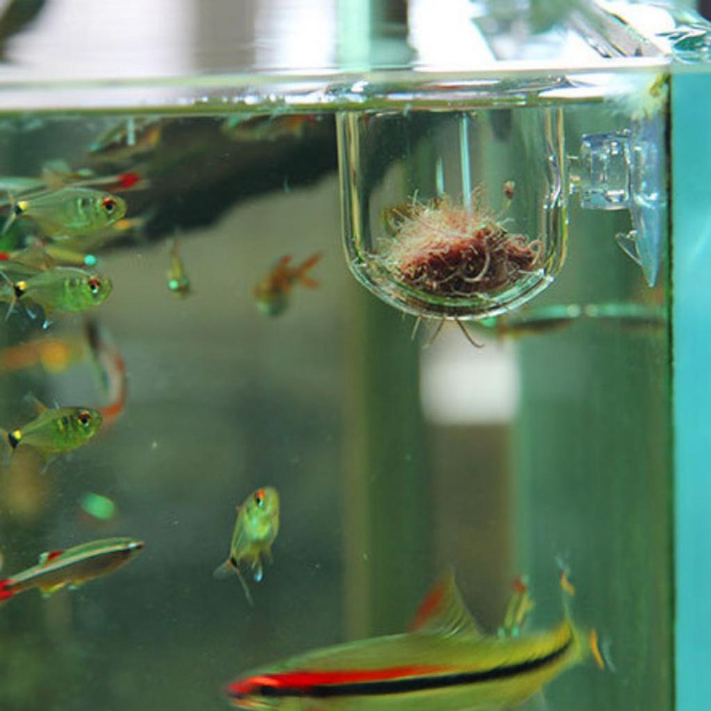 Canlı Solucanlar ve Bitkiler İ - Live Plant Aquarium incelemesi ve fiyatı